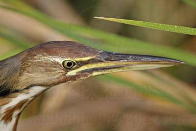 _MG_3214 American Bittern.jpg