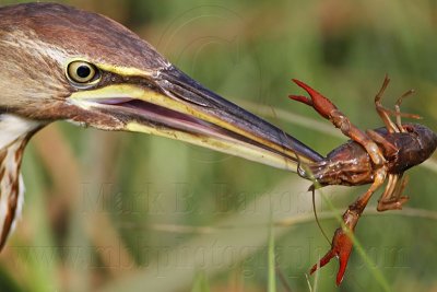 _MG_3467 American Bittern.jpg