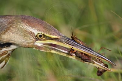 _MG_3531 American Bittern.jpg