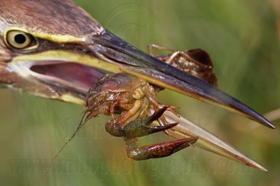 American Bittern hunting crayfish