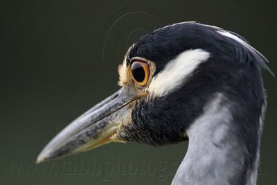 _MG_7001 Yellow-crowned Night-Heron.jpg