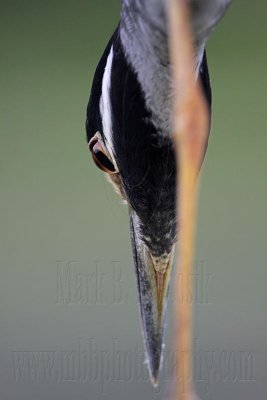 _MG_7148 Yellow-crowned Night-Heron.jpg