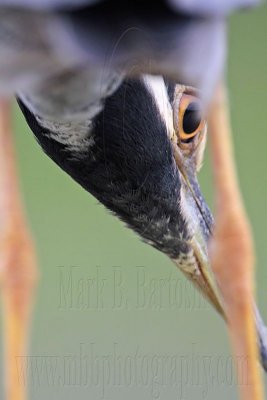 _MG_7186 Yellow-crowned Night-Heron.jpg