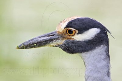 _MG_3789 Yellow-crowned Night-Heron.jpg