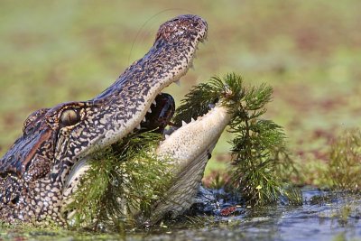 _MG_9131 American Alligator.jpg