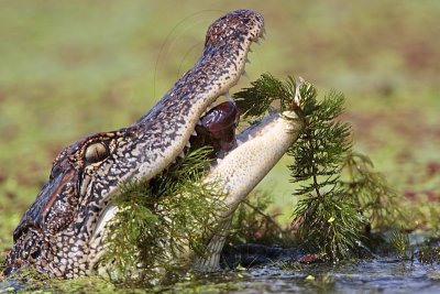 American Alligator hunting crayfish