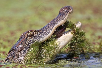 _MG_9138 American Alligator.jpg