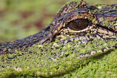 _MG_9220 American Alligator.jpg