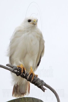 _MG_3597 Leucistic Red-tailed Hawk.jpg