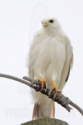 _MG_3642 Leucistic Red-tailed Hawk.jpg