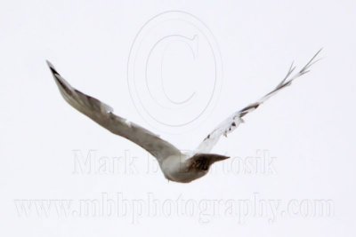 _MG_3648 Leucistic Red-tailed Hawk.jpg