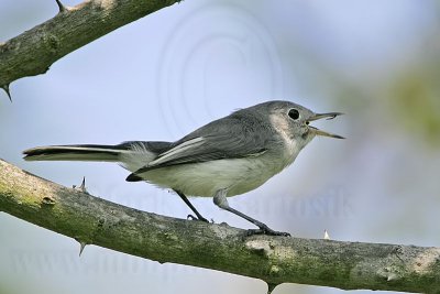 _MG_1936 Blue-gray Gnatcatcher.jpg