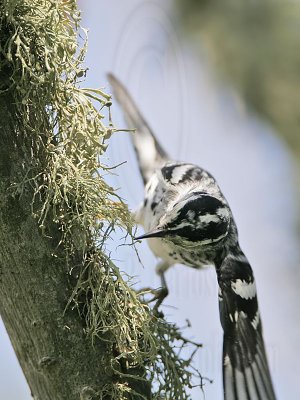 _MG_2302 Black-and-White Warbler.jpg