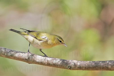 _MG_2376 Tennessee Warbler.jpg