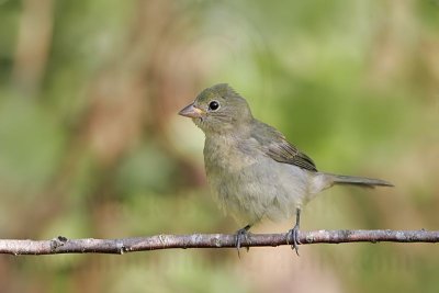 _MG_3284 Painted Bunting.jpg