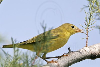 _MG_1791 Yellow Warbler.jpg