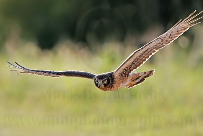 _MG_3742 Northern Harrier.jpg