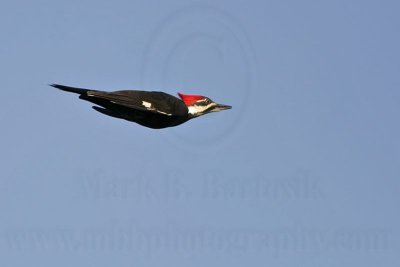 _MG_8673 Pileated Woodpecker.jpg