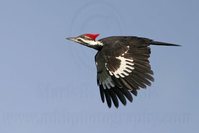 _MG_8716 Pileated Woodpecker.jpg