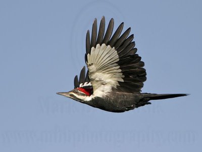 _MG_8717 Pileated Woodpecker.jpg