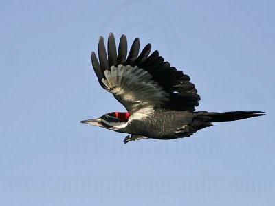 _MG_8719 Pileated Woodpecker.jpg
