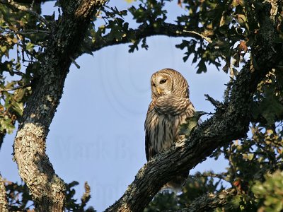 _MG_6992 Barred Owl.jpg
