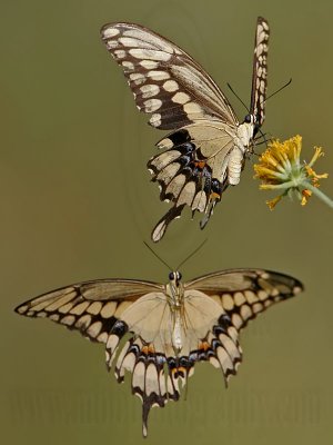 _MG_9383 Giant Swallowtail.jpg