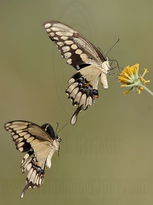 _MG_9387 Giant Swallowtail.jpg