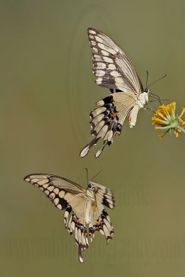 _MG_9388 Giant Swallowtail.jpg