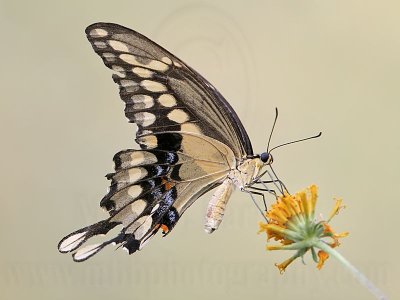 _MG_9572 Giant Swallowtail.jpg