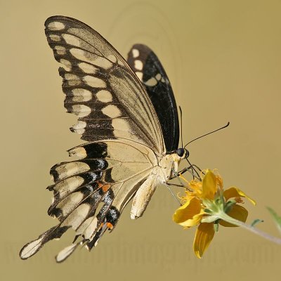 _MG_9627 Giant Swallowtail.jpg