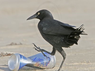 _MG_6671 Great-tailed Grackle.jpg