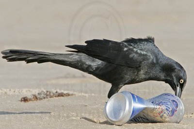_MG_6701 Great-tailed Grackle.jpg