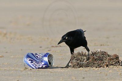_MG_6811 Great-tailed Grackle.jpg