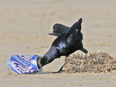 _MG_6823 Great-tailed Grackle.jpg