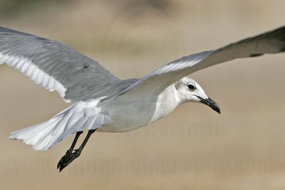 _MG_6725 Laughing Gull.jpg