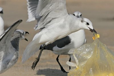 _MG_6906 Laughing Gull.jpg
