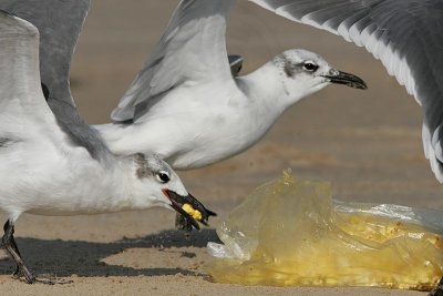 _MG_6912 Laughing Gull.jpg