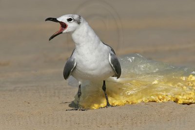 _MG_7001 Laughing Gull.jpg