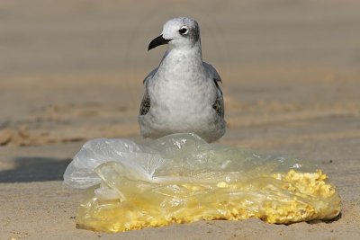 _MG_7013 Laughing Gull.jpg