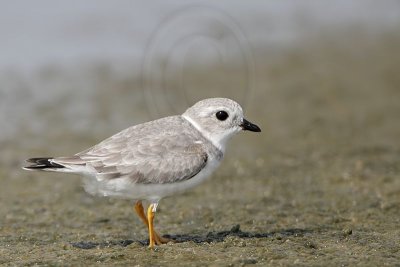 _MG_7613 Piping Plover.jpg