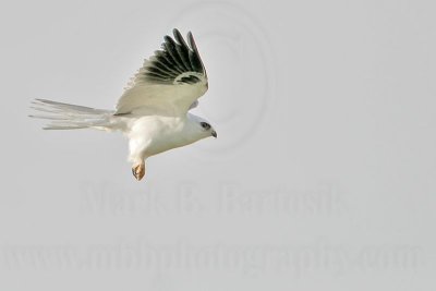 _MG_8291 White-tailed Kite.jpg
