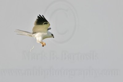 _MG_8292 White-tailed Kite.jpg