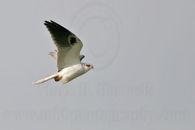 _MG_8295 White-tailed Kite.jpg