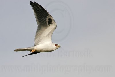 _MG_8347 White-tailed Kite.jpg