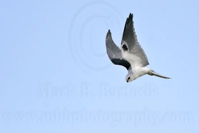 _MG_8401 White-tailed Kite.jpg