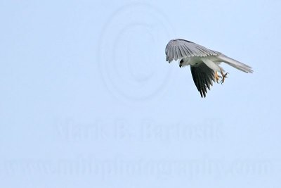_MG_8404 White-tailed Kite.jpg