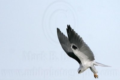 _MG_8406 White-tailed Kite.jpg