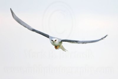 _MG_8546 White-tailed Kite.jpg