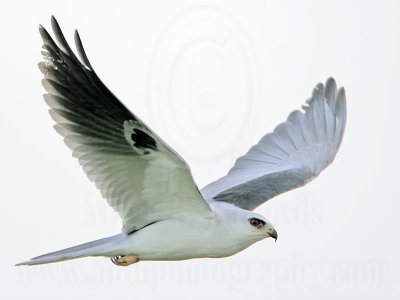 _MG_8550 White-tailed Kite.jpg